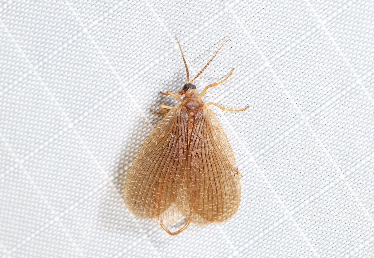 A Closer Look: Nature All Around Us, November 2025 — Northern